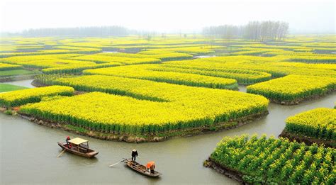 想知道: 泰州市兴化万亩油菜花在哪?