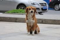 黄昏街头流浪狗-小动物作文450字(汇总6篇)