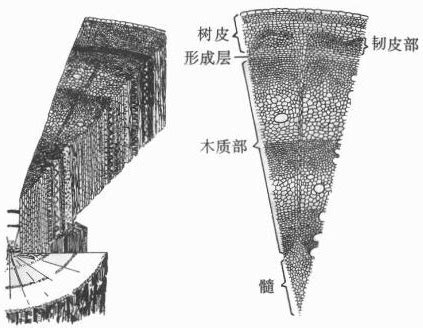 三维左右肾盂分离