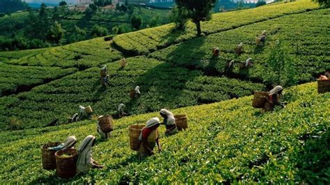世界闻名的锡兰红茶,锡兰红茶为什么有中国产的