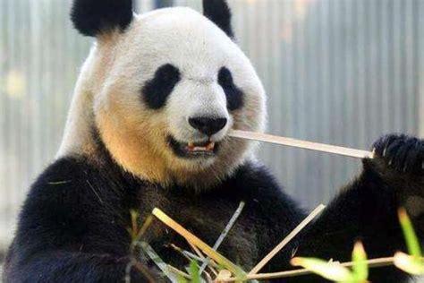 中国熊猫二无敌版是怎么玩的,功夫熊猫益智小游戏中国熊猫2无敌版