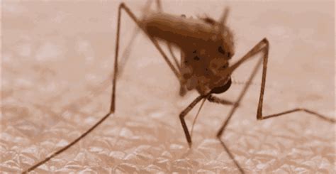 蚊子怕什么