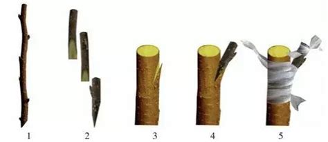 家庭养花嫁接繁殖技巧怎样靠接,腹接和劈接