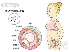 怀孕1到10个月的胎儿变化