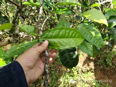 普洱茶晒发酸要多久,浅释普洱茶发酸的原因