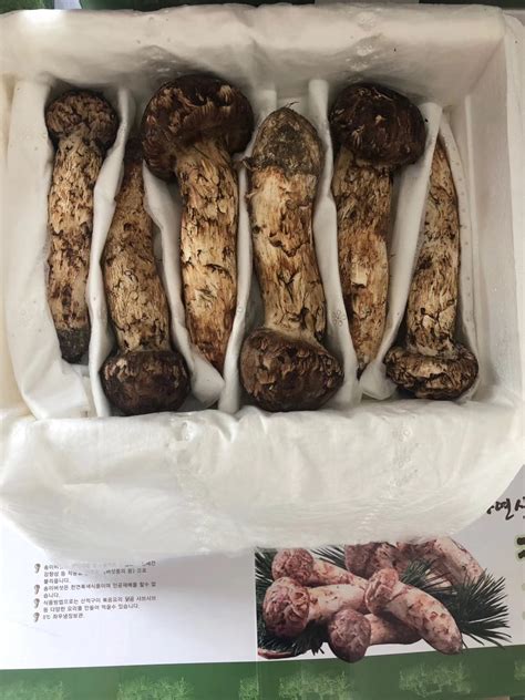 延吉什么地方批发松茸,最新延吉松茸价格