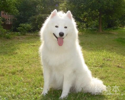萨摩耶犬小狗多少钱,萨摩耶之类的大型犬