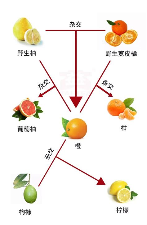 陈年桔普茶是什么茶,桔普茶算什么茶