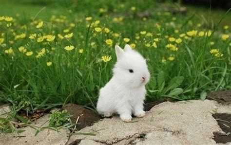 宠物兔拉稀了是因为什么,兔子为什么拉肚