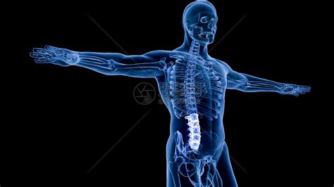 有没有人体结构的3D软件.可以用3D看清每一块骨头和肌肉..最好关节能移动