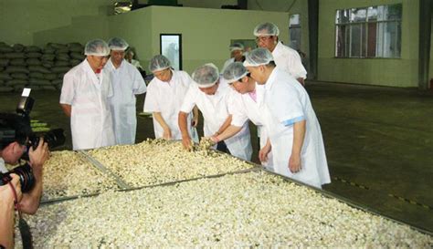 金花茶哪个品牌好,聚人源金花茶珍黑茶固体饮料