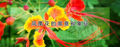 花瓶的含义?