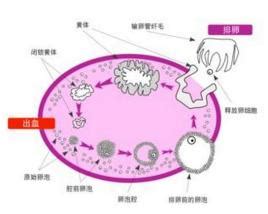 卵泡1.9多久就排卵了