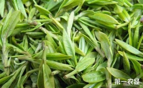 漳平水仙是什么茶叶,水仙茶叶是什么品种