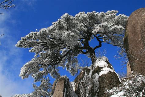 怎样养护雪松?