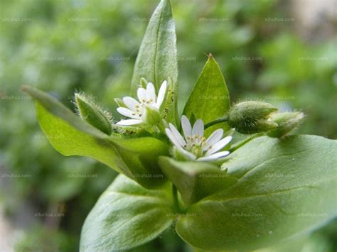 看看这是什么植物?2