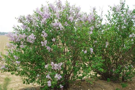 丁香花 花期前剪枝还是花期后剪枝