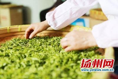 茶叶摘回来怎么做的,稻田这种蔬菜做成茶叶