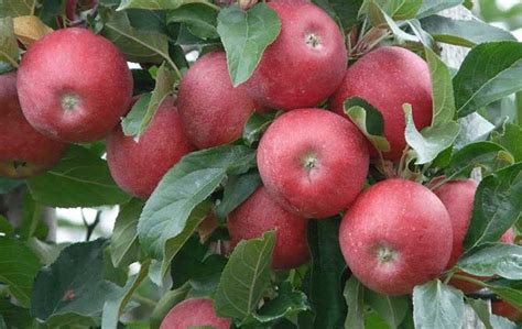 新疆野苹果种子谁家的好?