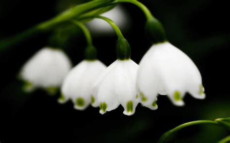 铃兰花的物语是什么?这种花有何气质?