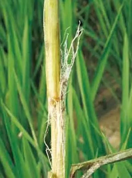广西植物.pdf,水稻茎鞘在什么部位