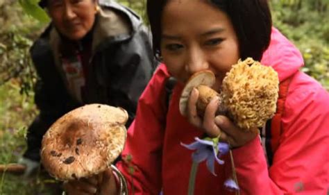 视频记录林芝藏族小姐妹深山采松茸,深山采松茸视频