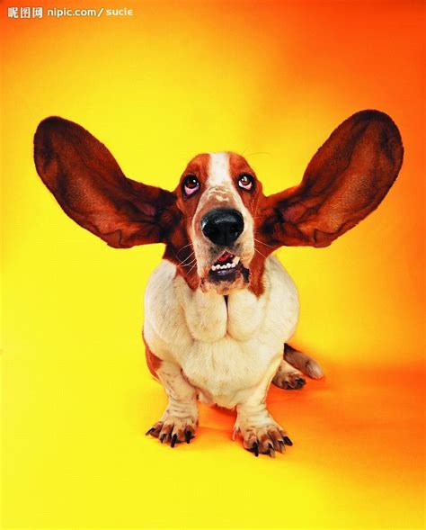 单身的人如何脱单,为什么狗狗的耳朵那么敏锐