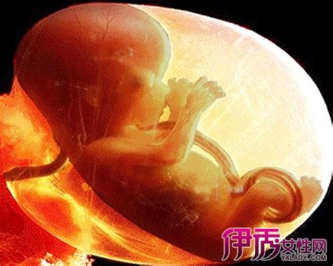 怀孕三个月胎儿位置图片