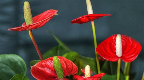 红掌和火鹤是一种花吗?可以水陪吗?