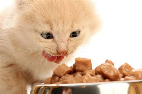 猫咪拉稀怎么回事,小猫怎么吃益生菌