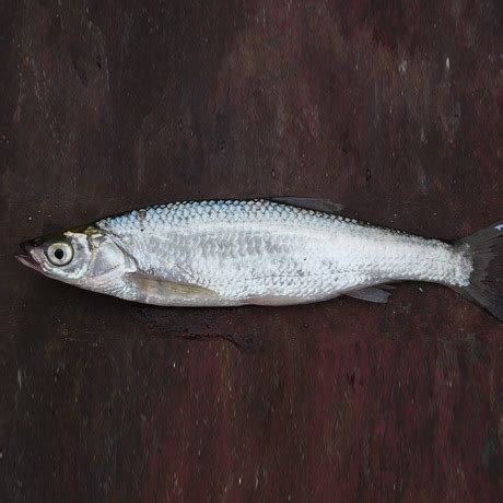 中国的淡水鱼的种类有多少,淡水鱼的种类有多少种