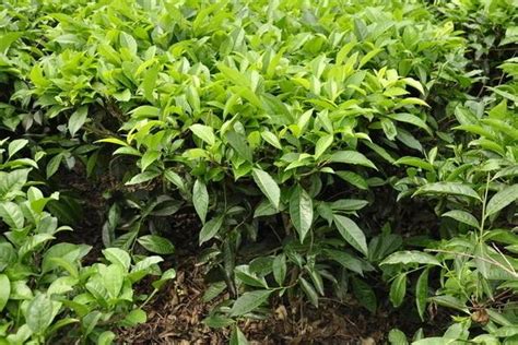 奥州茶树什么时间扦插,茶树如何育苗和繁殖