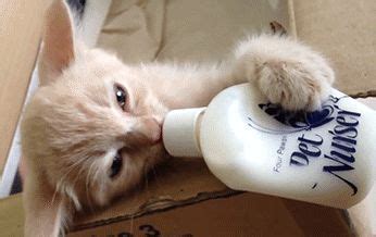 猫咪没奶怎么办,猫咪生小猫后没奶