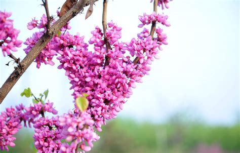 紫荆花树是什么样 谁有图片帮忙传过来