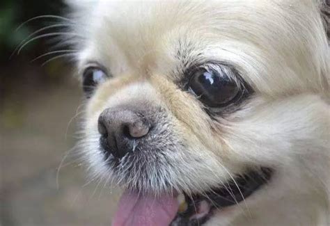 狗子的鼻子为什么褪色,狗鼻子为什么会有粉色