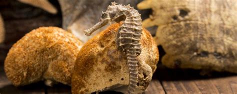 介绍冷水浴的强身健体之效