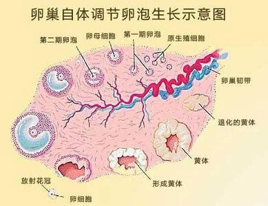 卵泡1.6*1.2多久排卵