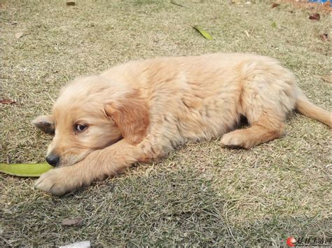 金毛幼犬每天喝多少水,金毛软便是喝多水的问题吗