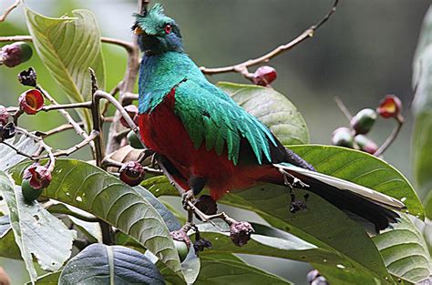 quetzal是什么鸟