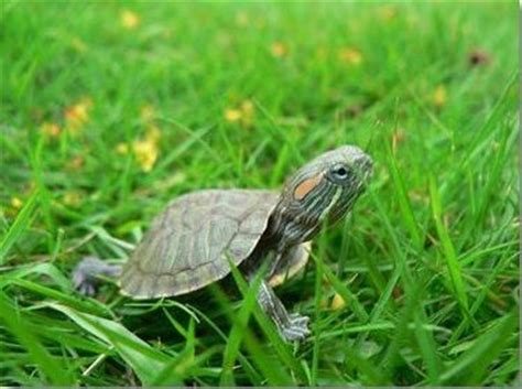 宠物龟补充维生素的注意事项,乌龟怎么补充维生素