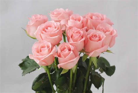 粉色玫瑰的花语,粉色玫瑰的花语是什么意思