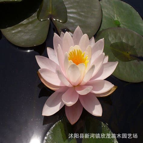 我与碗莲种子的邂逅-写物作文300字【摘抄6则】