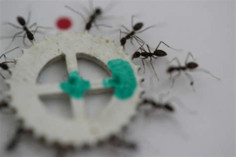 蚂蚁观察记录图文