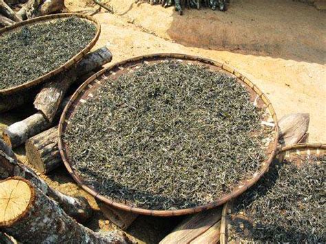 青茶是怎么制作的,普洱生茶制作工艺