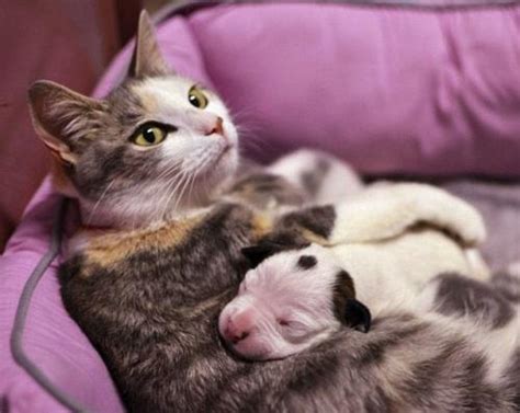 为什么一将猫抱起,母猫为什么刁小猫脖子