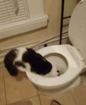猫咪为什么喜欢喝流动的水,猫为什么喜欢喝厕所水