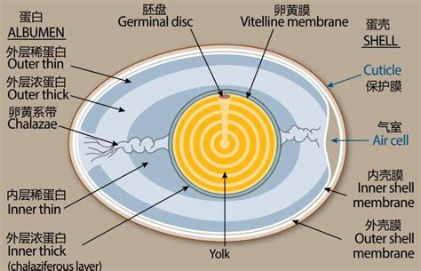 动物营养学试题？