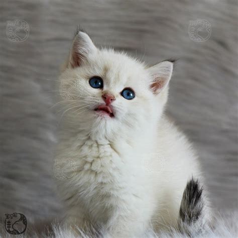 「银渐层」银渐层猫多少钱一只,银渐层英短猫多少钱一只