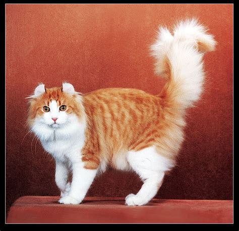拿破仑猫有多少品种,猫一共多少品种