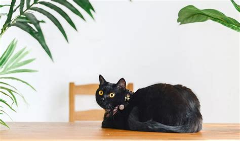 不能养黑色的猫吗,为什么不能养黑色的猫
